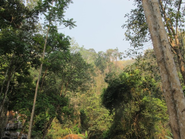tropischer Regenwald